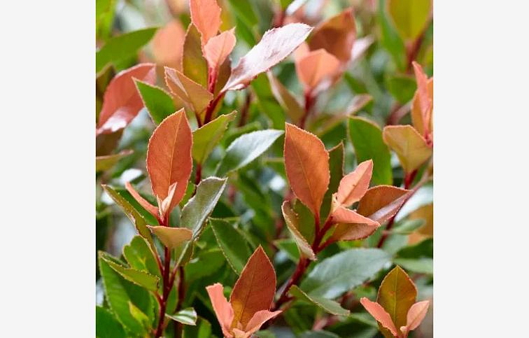 Červienka fraserová Chico na kmienku 80-100cm, kont. 5 l