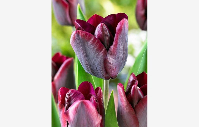 Tulipán Kansas Proud 3 ks v kont. 0,5 l