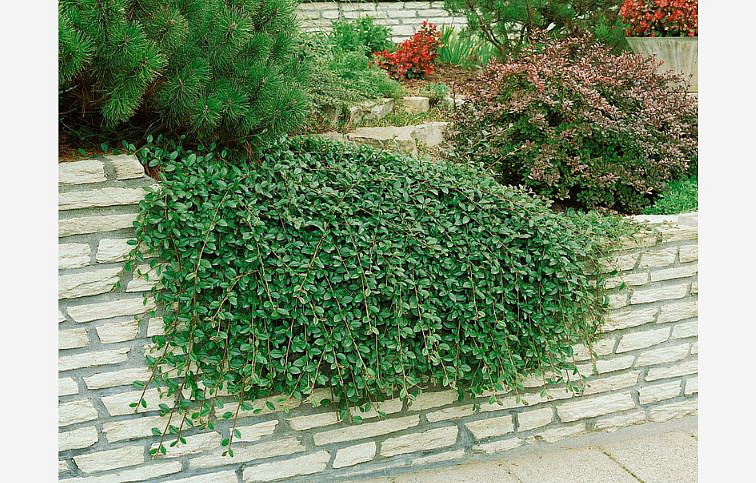 Skalník dammerov Major, kont. 2 l