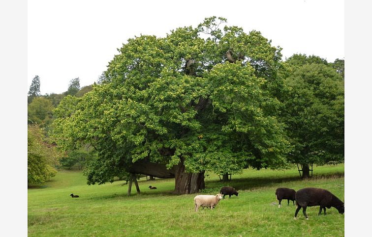 Gaštan jedlý 50-80 cm, kont. C5