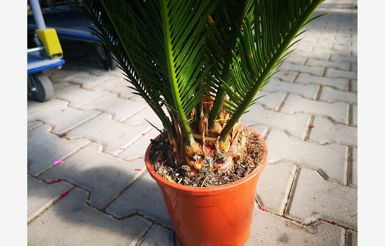 Cykas revoluta 40-60 cm, kont. p17