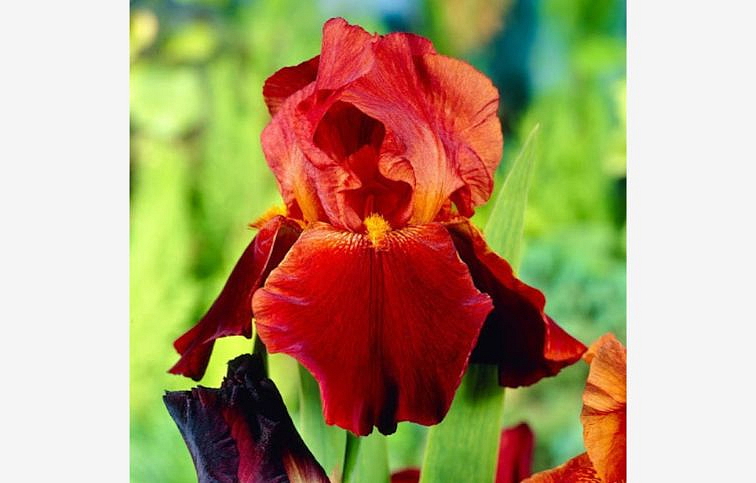 Kosatec nemecký Sultans Palace - Iris germanica, kont. p11