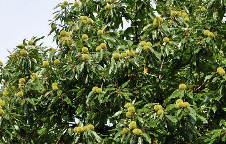 Gaštan jedlý Bouche de Betizac, semenáč, 120-140 cm , kont. 6 l