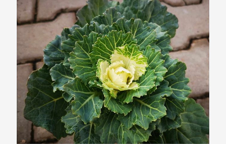 Okrasná kapusta biela, kont. 0,5 l