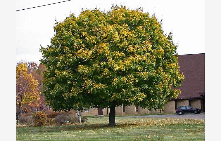 Javor mliečny 300-400 cm, obvod kmeňa 12-14cm, kont. 45 l
