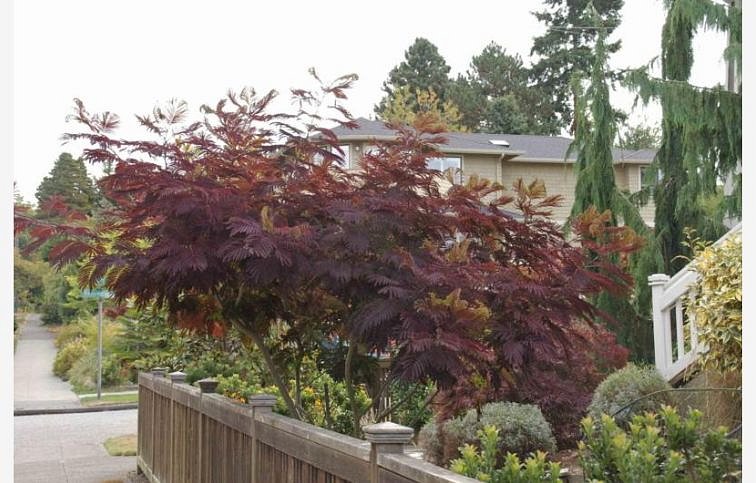 Albízia voňavá Summer Chocolate na 90-100cm kmienku, výška 130-150cm, kont. 15 l