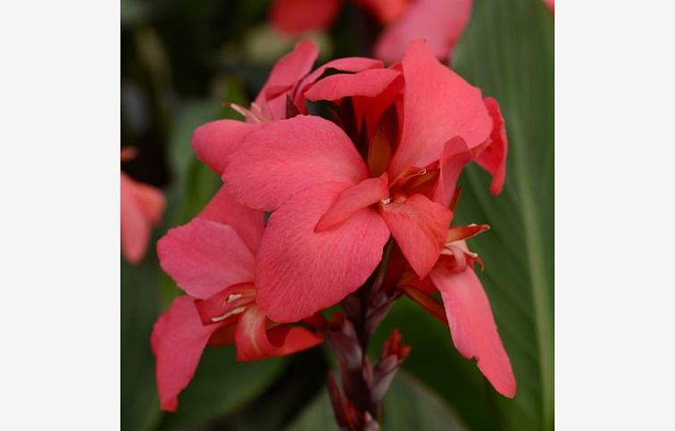 Kana indická Cannova Rose - Canna, kont. 1 l