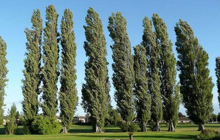 Topoľ čierny Pyramidalis 300-350 cm, kont. 18 l