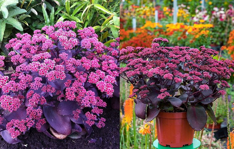 Rozchodník veľký Oriental Dancer - Sedum telephium, kont. 0,5 l