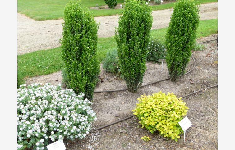 Cezmína vrúbkovaná Fastigiata 30-40 cm, kont. 2 l