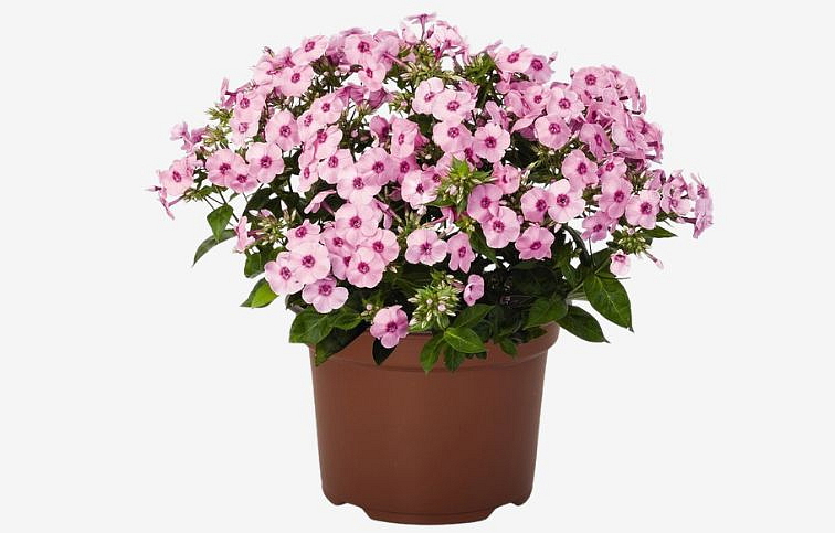 Flox metlinatý Flame Pro Pink Pop - Phlox paniculata, kont. 1 l