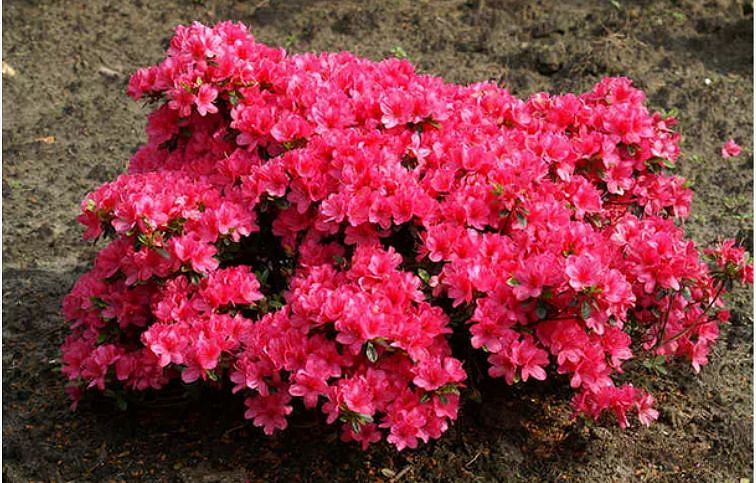 Azalka japonská Rokoko 10-20cm - Azalea japonica kont. 2 l
