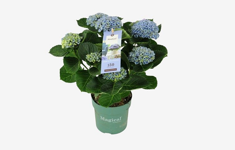 Hortenzia kalinolistá Magical Revolution Blue 30-40cm, kont. p14