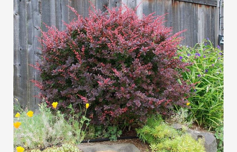 Dráč Thunbergov Atropurpurea 20-30 cm, kont. 2 l