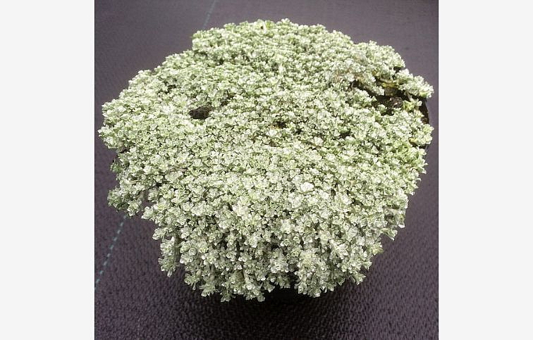 Raoulia Hookeri Laxa, kont. 0,5 l