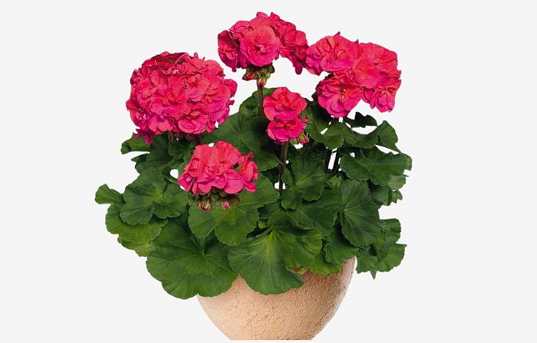 Muškát vzpriamený Marena - Pelargonium, kont. 0,7 l