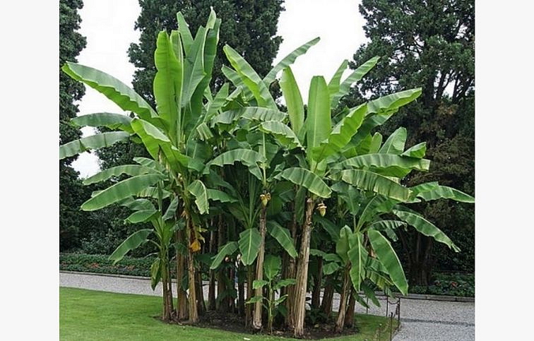 Banánovník japonský - Musa Basjoo 40-60 cm, kont. p17