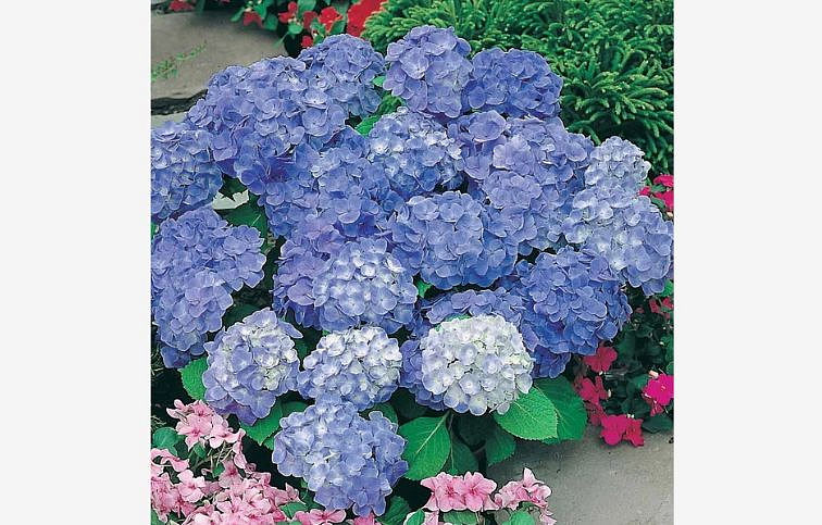 Hortenzia kalinolistá modrá cca 30cm, kont. p14