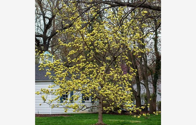 Magnólia Yellow Bird 120-150cm, kont. 10 l