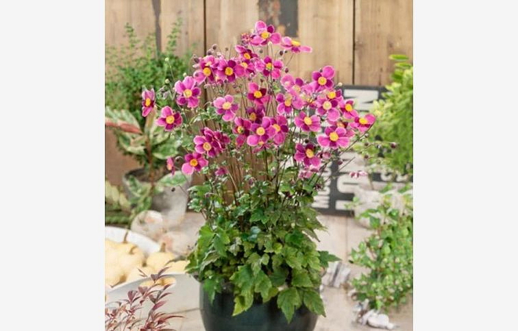 Veternica hupehenská Splendens - Anemone, kont. 1 l