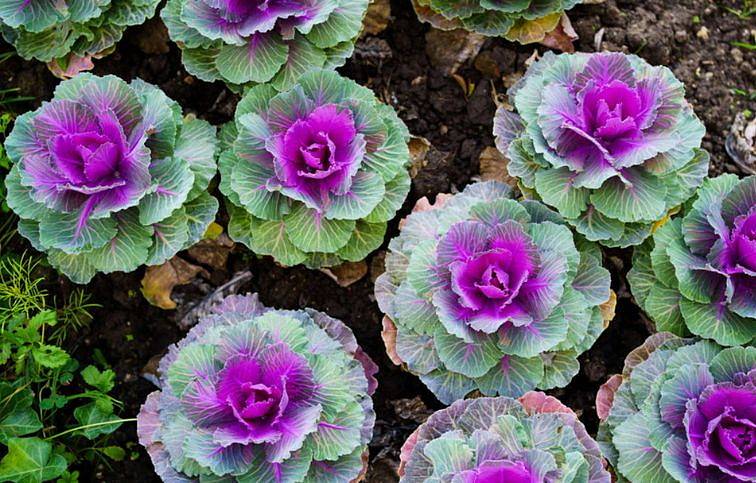 Okrasná kapusta fialová, kont. 0,5 l