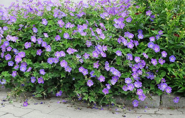 Pakost Rozanne - Geranium, kont. 0,5 l