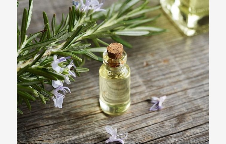 Rozmarín lekársky na kmienku 50-60 cm - Rosmarinus, kont. p14