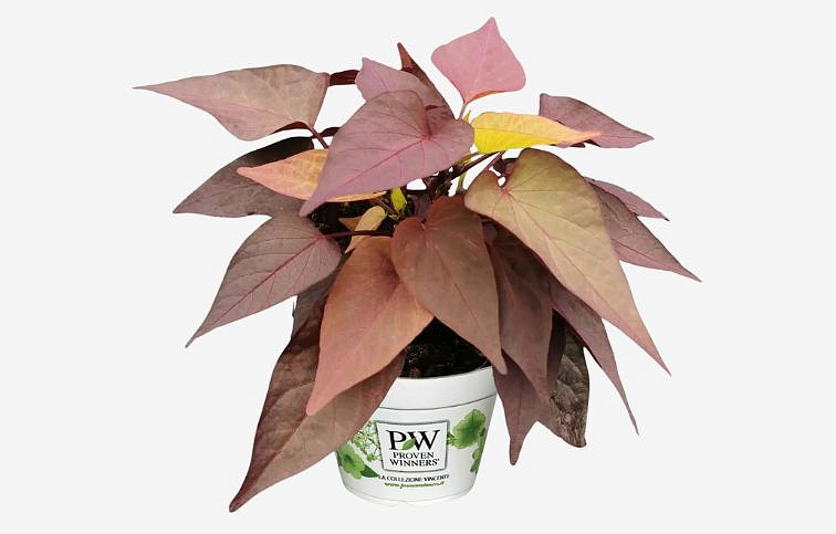 Povojník batatový Sweet Tato Bronze - Ipomea, kont. 0,5 l