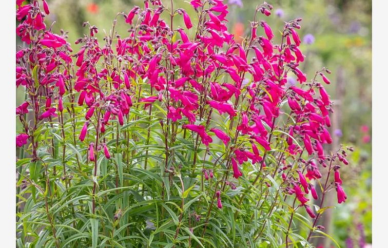 Dráčik Andenken an Frederik Hahn - Penstemon, kont. 1 l