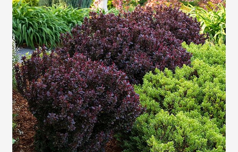 Dráč Thunbergov Concorde 20-30 cm, kont. 2 l