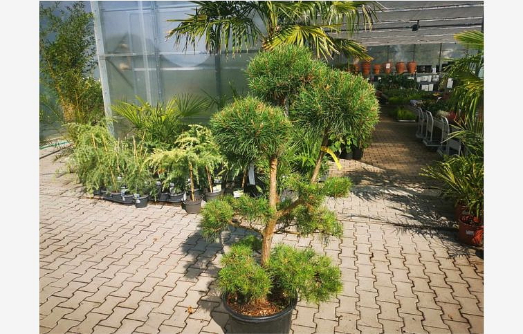 Borovica lesná bonsaj 120-140 cm, kont. 40 l