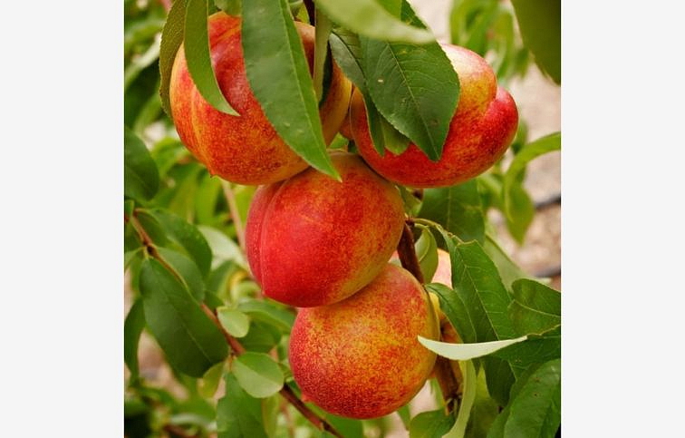 Broskyňa Suncrest, podpník semenáč, voľnok.