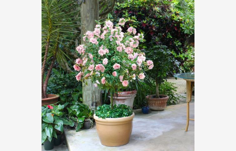 Ibištek sýrsky Pink Chiffon na cca 70cm kmienku, výška 120-130cm, kont. 5 l