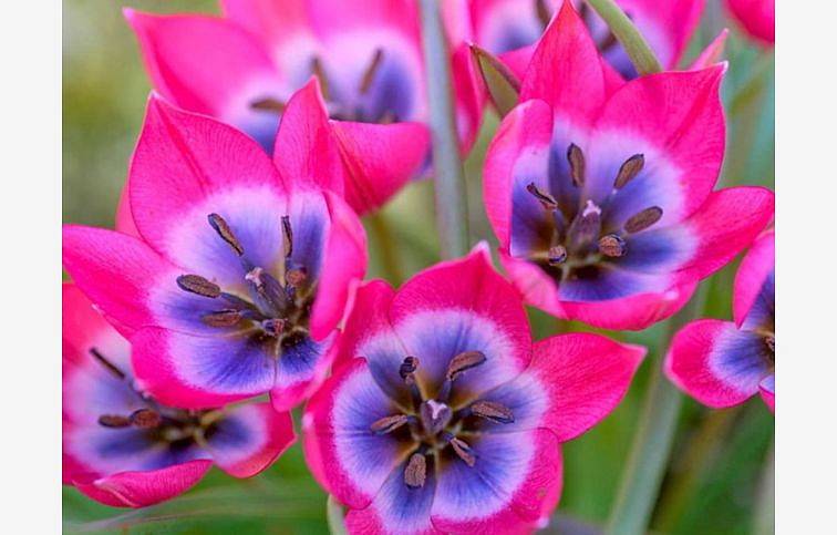 Tulipán botanický Little Beauty 10 ks v balení