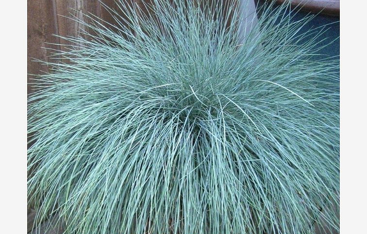 Kostrava sivá Intense Blue - Festuca glauca, kont. p17