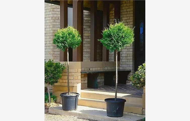 Cyprusovec leylandský na kmienku 80-90 cm, kont. 7 l