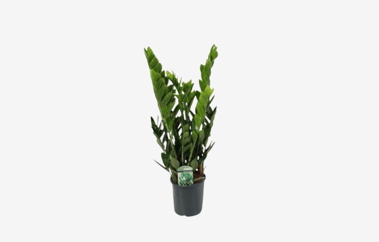 Zamioculcas zamifolia Lucky 50-70 cm, kont. p17