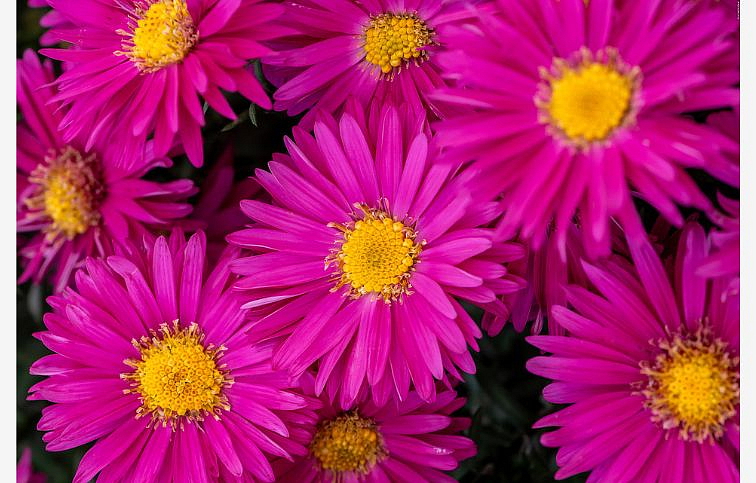 Astra novobelgická Neron - Aster, kont. 0,5 l