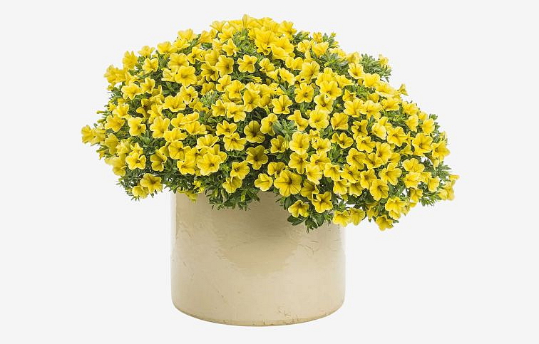 Minipetúnia Million Bells Unique Golden Yellow - Calibrachoa, kont. 0,5 l