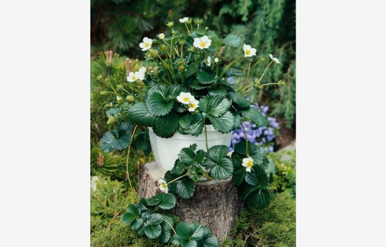 Jahoda previsnutá stálerodiaca Elan White - Fragaria, kont. 0,5 l