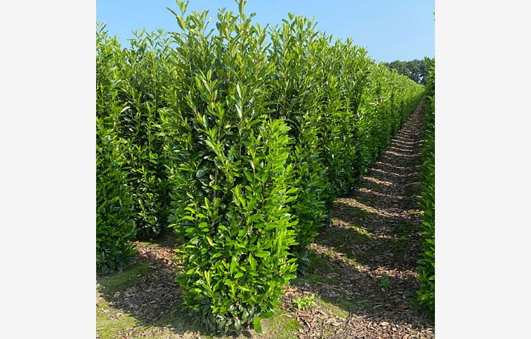 Vavrínovec lekársky Elly 50-70cm, kont. C3