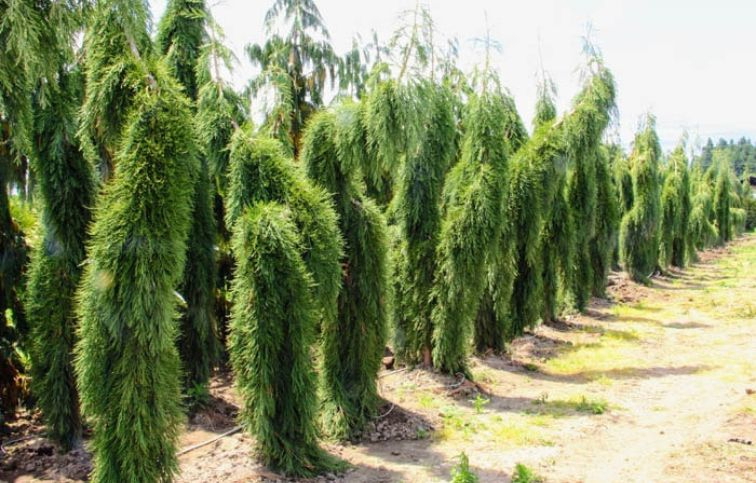 Sekvojovec mamutí Pendulum 200-220cm, kont. 35 l