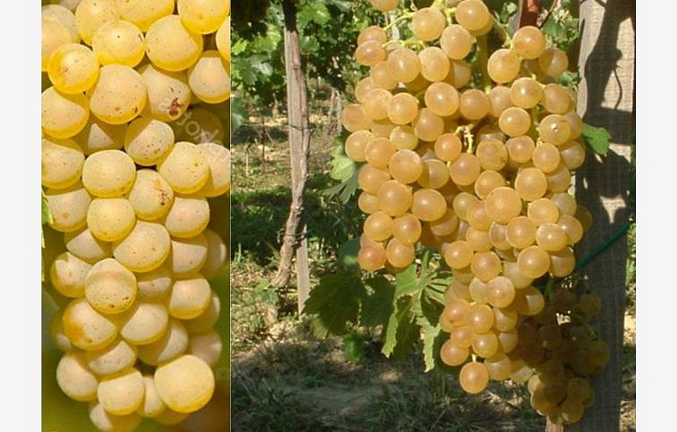 Vinič stolový rezistentný Muškát Pölöske 50-80 cm, vyviazaný, kont. 2 l