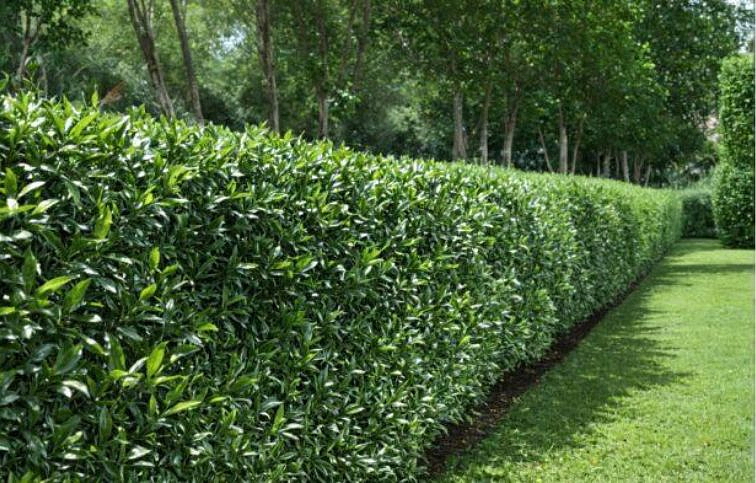 Vavrínovec lekársky Elly 50-70cm, kont. C3