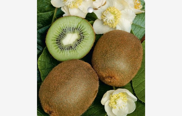 Kiwi veľkoplodé Hayward samičia rastlina 90-110 cm, kont. 2 l