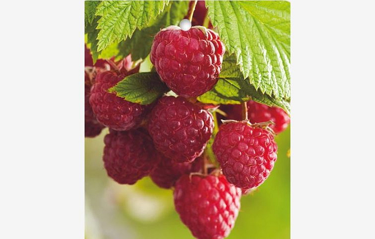 Malina Polka remontantná 30-50 cm, kont. 1 l