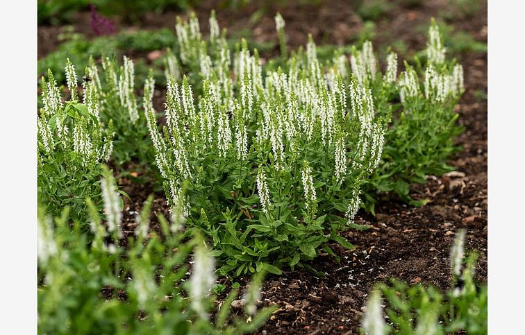 Šalvia hájna Sensation White - Salvia nemorosa, kont. 0,5 l
