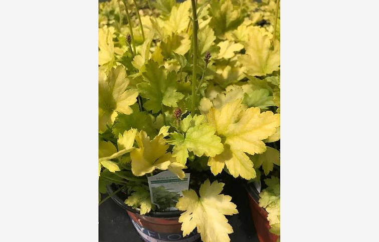 Heuchera Lord Lime, kont. 0,5 l