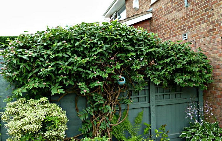 Zemolez henryho 50-60 cm, kont. p15