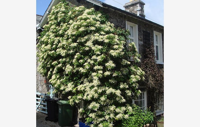 Hortenzia popínavá Petiolaris 30-40cm, kont. p9